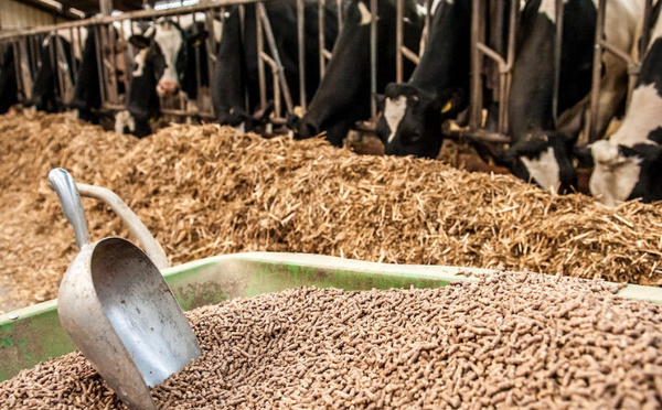 Alimentation animale : le Maroc sécurise ses approvisionnements depuis la Russie