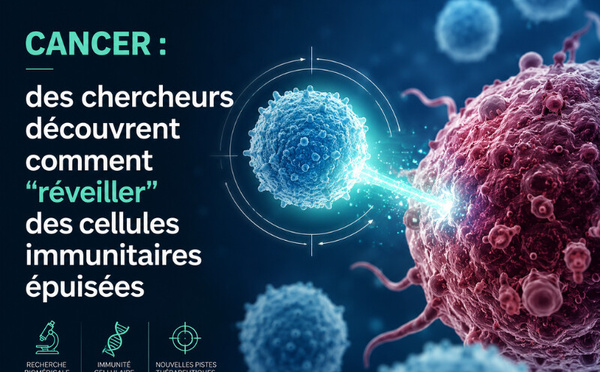 Cancer : des chercheurs découvrent comment “réveiller” des cellules immunitaires épuisées