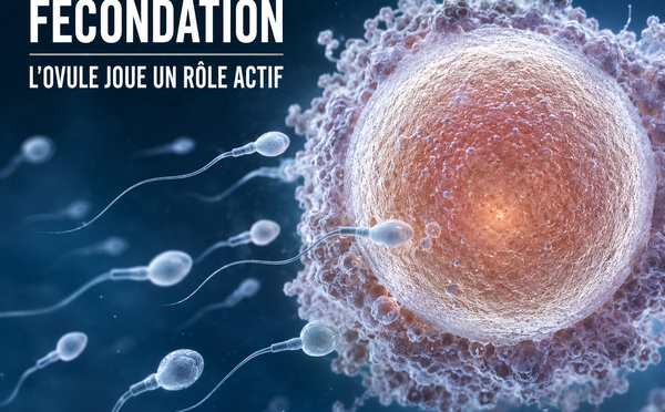 ​Fécondation : non, l’ovule n’est pas un simple trophée au bout d’une course