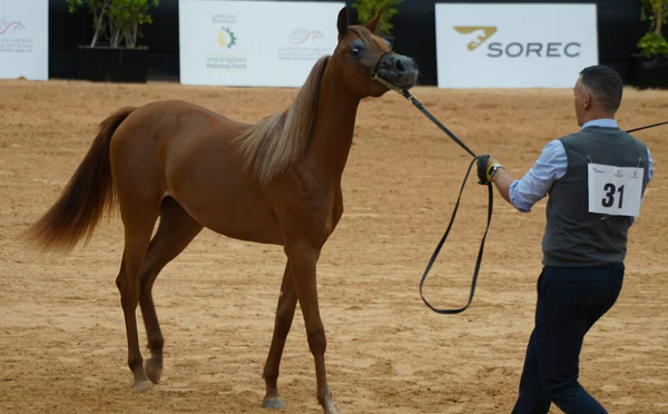Le Maroc célèbre l’excellence du cheval arabe