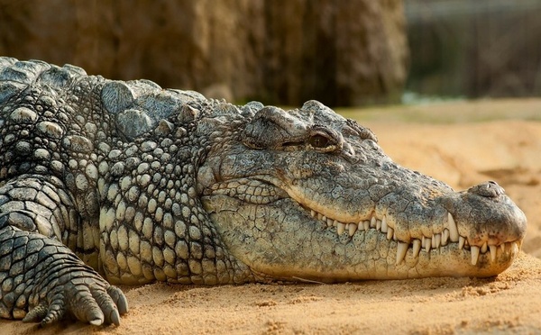 Le Maroc étudie la réintroduction du crocodile dans ses écosystèmes du Sud