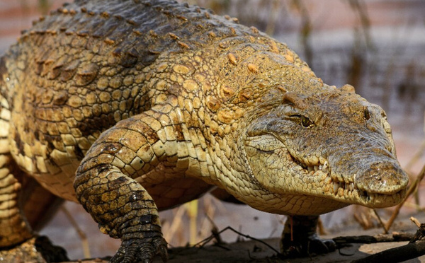 Le Maroc prépare la réintroduction du crocodile du Nil