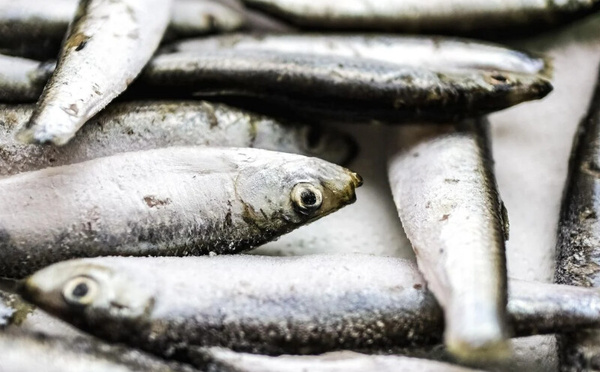 Des sardines rappelées dans toute la France après la détection d’un taux élevé d’histamine