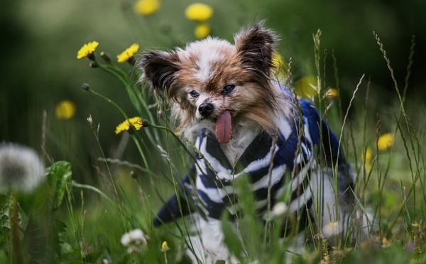 Lazare, le chien qui a défié le temps, est mort à 30 ans