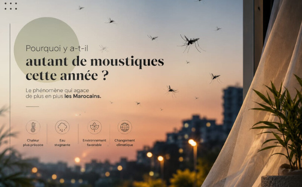 Pourquoi y a-t-il autant de moustiques cette année ?