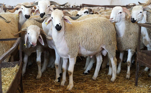 Aïd Al-Adha : des milliards de dirhams d’aides, mais des moutons toujours hors de prix