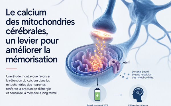 Mémoire : le rôle clé du calcium mitochondrial mis en lumière