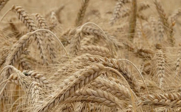 Campagne agricole : des rendements exceptionnels enregistrés dans l'Oriental