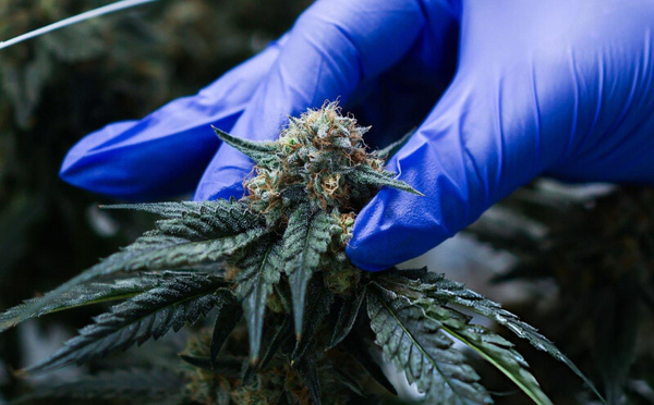 Cannabis médical : le grand virage des pharmacies marocaines en 2026