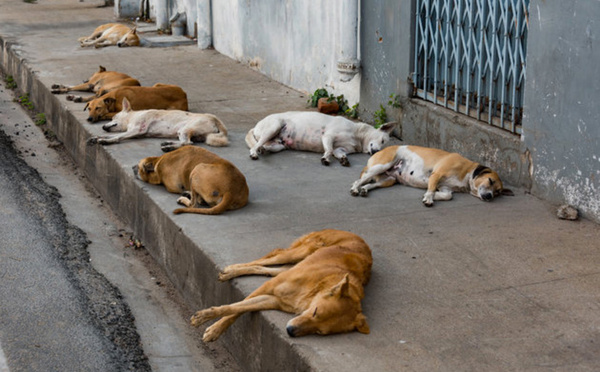 Animaux errants : le Maroc prépare une réponse législative urgente