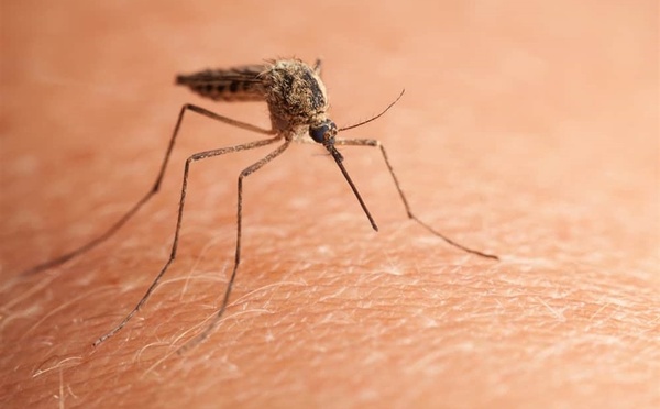 Et si ton propre corps devenait ton meilleur anti-moustiques ?