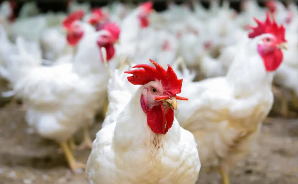Le poulet bon marché, c'est pour combien de temps ?
