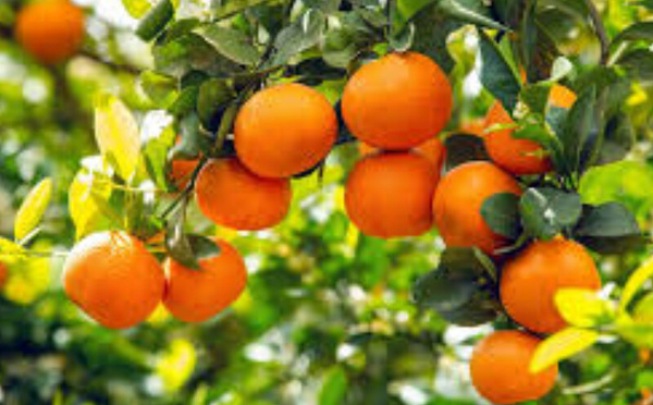 Le Maroc domine les mandarines au UK