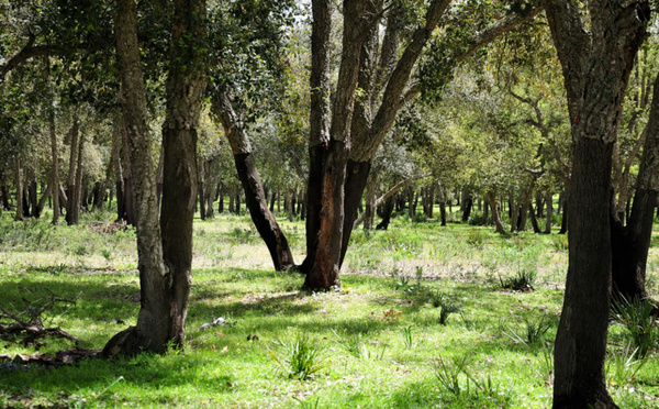 Forêts du Maroc : l’ANEF fait le point sur une stratégie à plus de 580 millions d’euros