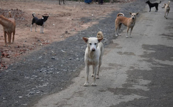 Animaux errants : la nouvelle loi qui change les règles au Maroc