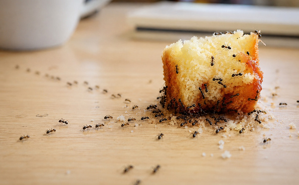 Les fourmis, ces petites détectives qui savent toujours où est le gâteau