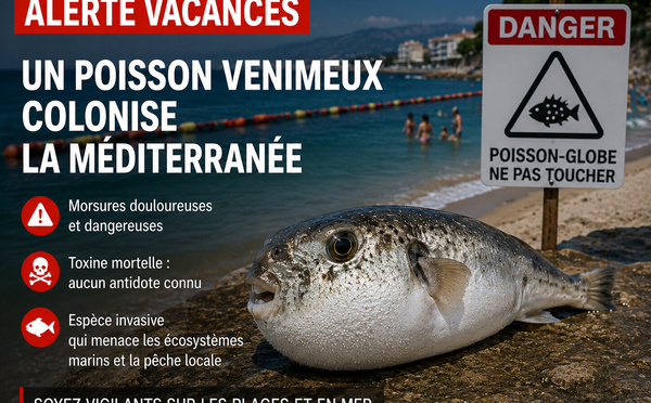 Alerte vacances : après les méduses, un nouveau danger gagne la Méditerranée