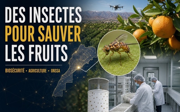 Sécurité alimentaire : le Maroc mise sur des insectes stériles pour protéger ses fruits