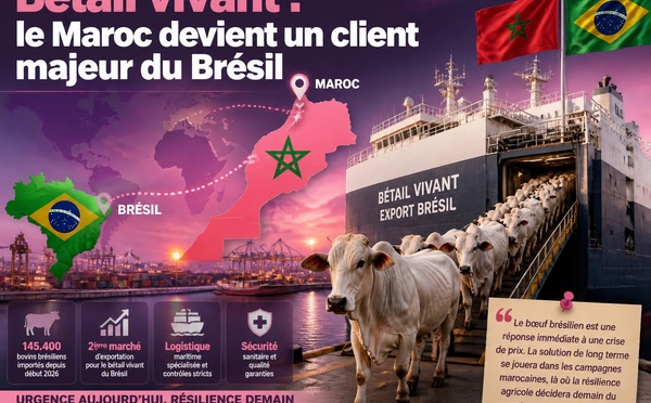 Bétail vivant : le Maroc devient un client majeur du Brésil
