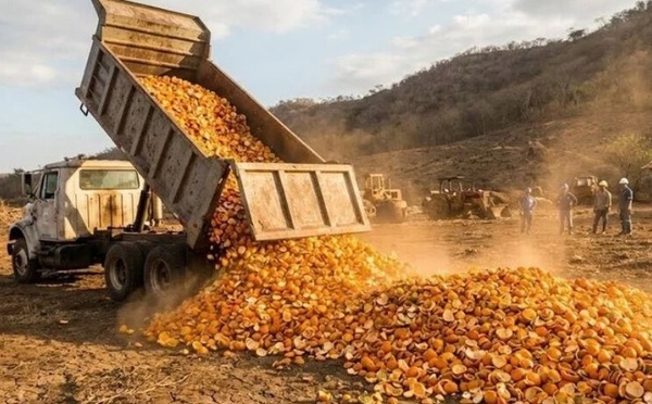 12 000 tonnes d’écorces d’orange ont transformé un terrain stérile en forêt luxuriante au Costa Rica