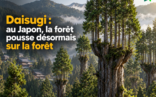 Daisugi : au Japon, la forêt pousse désormais sur la forêt