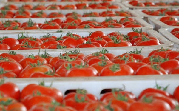 Tomates : le Maroc devance encore l’Espagne sur le marché européen