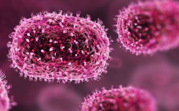 France : le premier patient humain infecté par le virus Shamonda est décédé