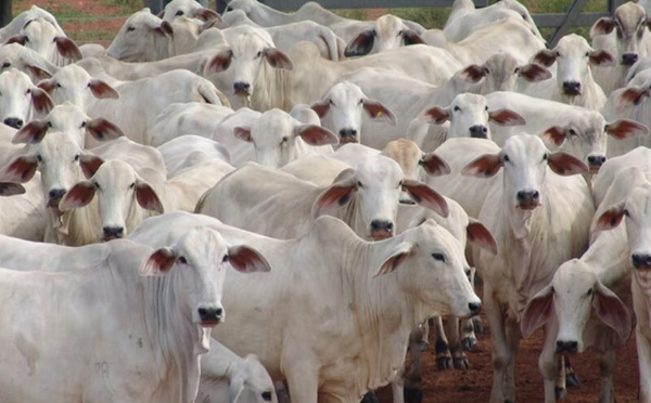 Viande rouge : le Maroc, troisième client de l'Uruguay pour les bovins vivants