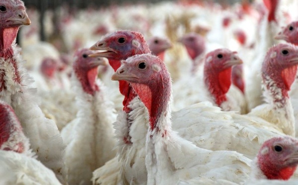 Maroc : les prix du poulet repartent à la hausse, une baisse attendue dès décembre