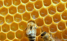 Trois cures pour se préserver cet automne 