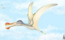 3 nouvelles espèces de ptérosaures à dents découvertes au Maroc 