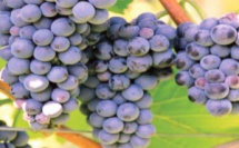 El Jadida : des vertus au raisin des Doukkala ! 