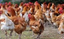 La grippe aviaire s'invite au bal masqué ..