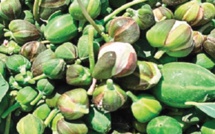 La culture du câpre pour la promotion de l'emploi à Safi