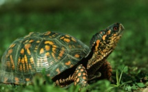 Les tortues en danger de disparition