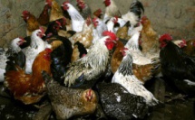 Transmission inter-espèces du virus de la grippe aviaire H5N8 a été détecté en Russie