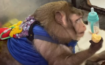 Insolite : un singe obèse en camp de fitness pour maigrir