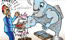 Sardine, Oh ma sardine !