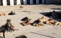 Casablanca : Construction d'un hôtel pour animaux à 8 millions de Dirhams
