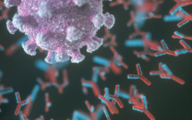 Covid-19 : les anticorps persistent «jusqu'à 13 mois après» une infection