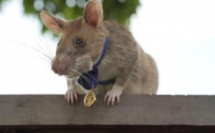 Magawa : Le rat détecteur de mines prend sa retraite