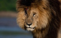  « Scarface » : Le Lion le plus célèbre du monde est mort