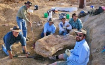 Une nouvelle espèce de dinosaure découverte en Australie