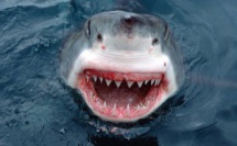 Comment font les requins pour dormir ?