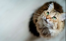 C'est prouvé : les chats reconnaissent leurs noms ! 