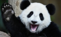 Le panda n'est plus considéré comme animal sauvage selon la Chine