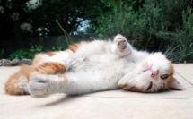 6 photos qui prouvent que les chats peuvent dormir n'importe où !