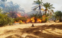 Incendies dans les palmeraies de la région de Zagora