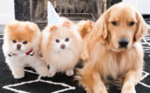 Journée mondiale des chiens : Les 3 chiens qui ont marqués l'histoire
