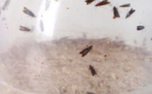 Comment se débarrasser des insectes et mites alimentaires ?